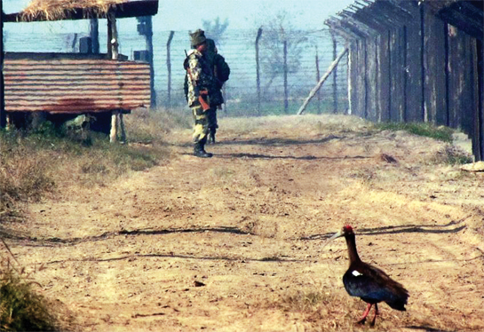 An Indian Black Ibis gives company to members of Indias Border Security Force. An Indian Black Ibis gives company to members of Indias Border Security Force.