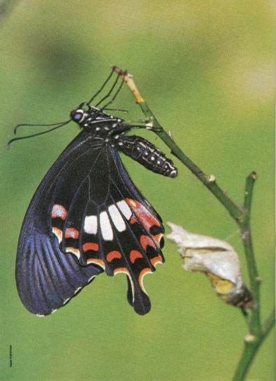 Bearing no resemblance whatsoever to its previous `grubby' look, a fully emerged female mormon dries its wings, as blood rushes through the hollow veins. Splendidly coloured tailed hind wings classify the mormon as a swallowtail -- a group of butterflies that is renowned for their iridescent beauty, and coveted the world over by zealous butterfly-collectors.