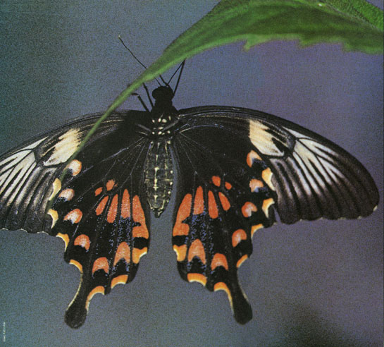 The underside of the female mormon, which is an almost perfect copy of the crimson rose swallowtail, even upto the white markings on the forewings.