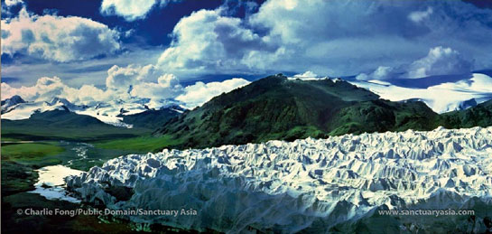 The glaciers of the Tanggula Mountain Range in the Qinghai province of China feed the mighty Yangtze river. Here, on the Tibetan plateau, Dr. Schaller continues his surveys of wild, high-altitude ungulates.