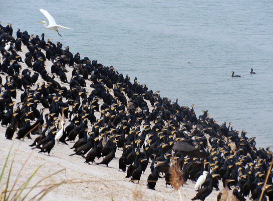 This sizeable aggregation of cormorants close to the border makes for a delightful spectacle. This sizeable aggregation of cormorants close to the border makes for a delightful spectacle.