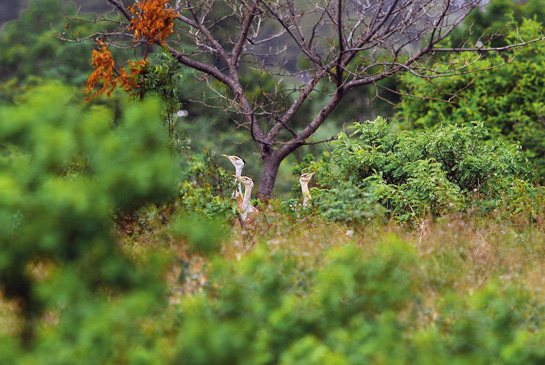 The drastic decline of the grassland and scrub habitat of this highly endangered bird has left it with limited options in India. Nanaj is one of the few last refuges of the Great Indian Bustard, but even here it is in grave danger.