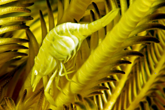 A crinoid shrimp or feather star shrimp Hippolyte catagrapha is found in various shades and colours that match its host crinoid.