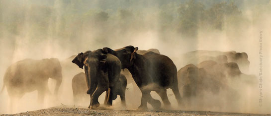 Elephants Corbett