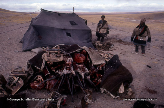 Tibetan poachers display their contraband at camp. They killed 22 chirus in a matter of a few days. The antelope hides will be sold for shahtoosh, the horns will be used in traditional medicine and the meat will be either eaten at home or sold in a local market.