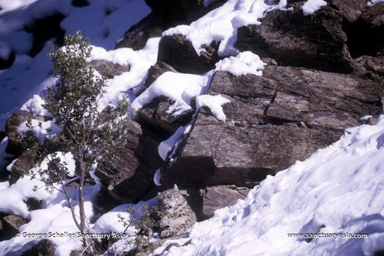 In Pakistans Hindu Kush Mountains, a female snow leopard wraps her fluffy tail around her body and appears to doze-off, completely at ease in the presence of the photographer.