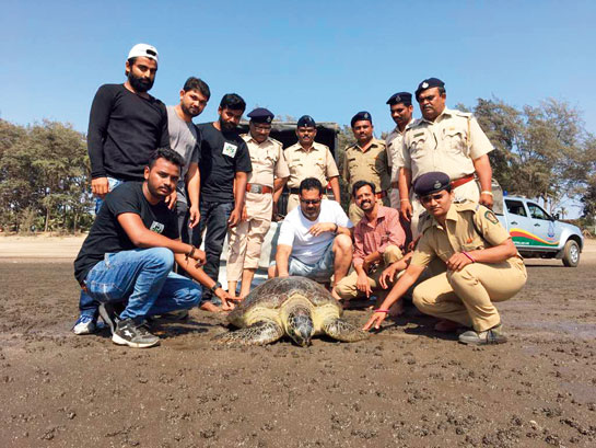 WCAWA members, along with officials of the Maharashtra Forest Department, release Peace, a green sea turtle that was treated after being found with more than 1,000 leeches on its body.