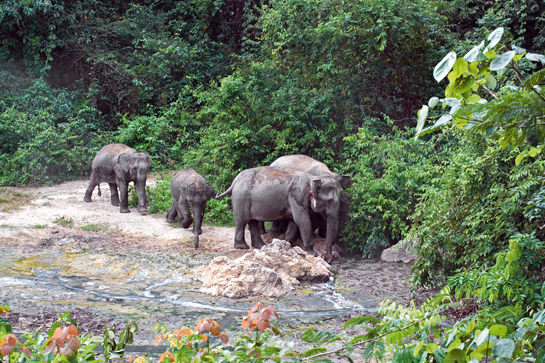 A great feature of Ulu Muda are several areas of high-mineral soil known as saltlicks or locally as siras. Seen here is a herd of elephants picking up mineral-rich soil with their trunks at the Sira Ayer Hangat hot spring.