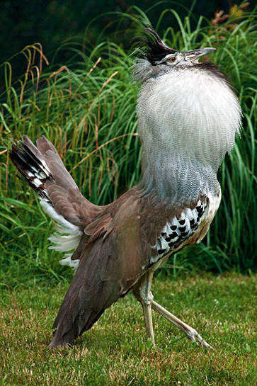 The captive-breeding programme for Kori Bustards at the Smithsonian National Zoological Park, which studies the behaviour, habits, and habitat requirements of the bird, could offer conservation solutions for the Great Indian Bustard.