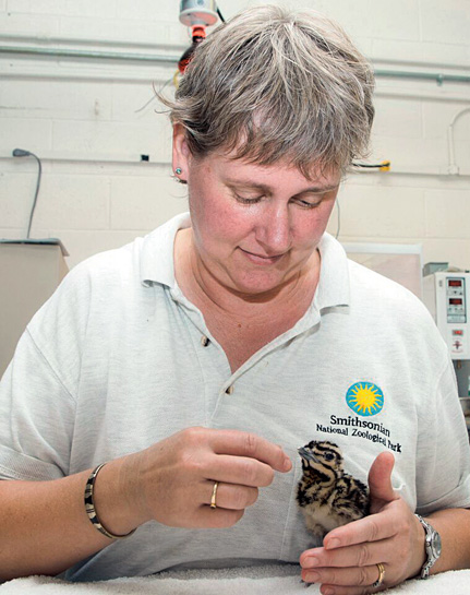 The captive-breeding programme for Kori Bustards at the Smithsonian National Zoological Park, which studies the behaviour, habits, and habitat requirements of the bird, could offer conservation solutions for the Great Indian Bustard.