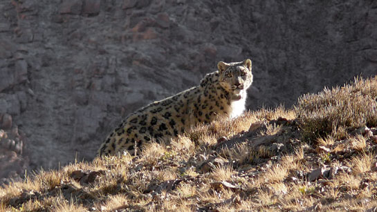 A collared snow leopard individual known as M9 or Kullu patrols its lair among the Tost mountains in Mongolia.