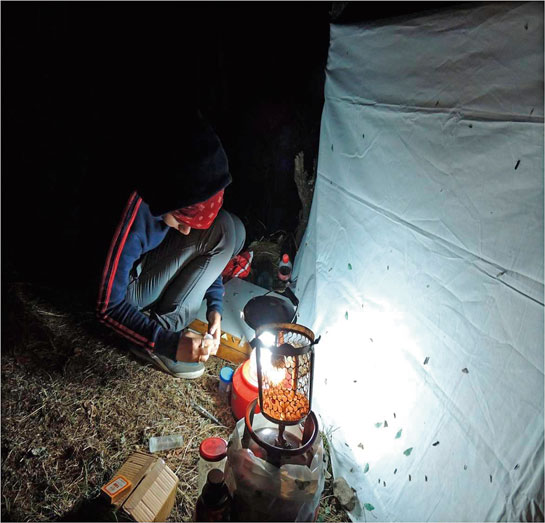 The author used ‘light trapping at night to study what she likes to call the ‘little things that run the world!