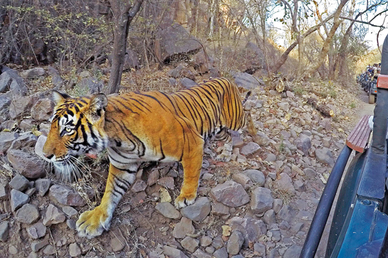 Working as a lodge owner and conservation photographer outside the famed Ranthambhore Tiger Reserve in Rajasthan has enabled Aditya to follow the fortunes of many of the parks tigers such as Noor among others.