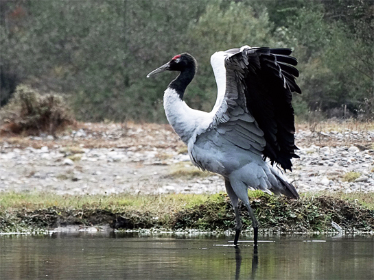 A Black-necked Crane stretches its wings in the Nyamjang Chu riverbed. This species is listed as vulnerable by the International Union for Conservation of Nature.
