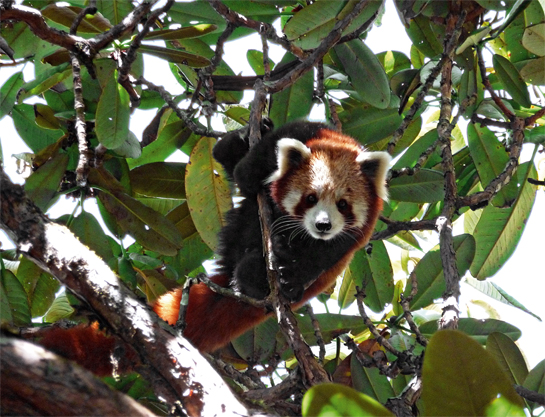 From the safety of its arboreal perch in one of Pangchens two Community Conserved Areas, a red panda peers into the camera lens.