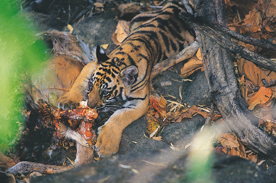 Though the tiger is still alive in India, it remains highly endangered. With political will in the right places, the necessary administrative and institutional changes can be made to safeguard the future of the countrys national animal.