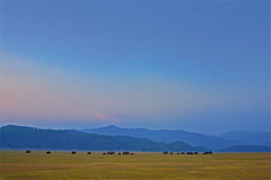 Protected Areas such as the Dhikala grassland, Corbett National Park, comprise a mere four per cent of Indias total land area. Having shrivelled to scattered patches within a sea of human-dominated habitats, it is vital that we prevent even the slightest further damage from never-ending human demands.