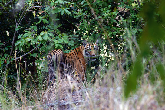 Kothari believes that protecting tiger forests is crucial not only to Indias water security, but also to our battle to counter the adverse impacts of climate change.