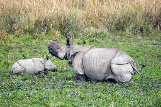 Kothari considers Kaziranga to be the epitome of good field protection, and advocates that other wildlife parks and sanctuaries emulate the strategies employed to save the Indian rhino, which include armed patrols, habitat restoration and distancing humans from wildlife.