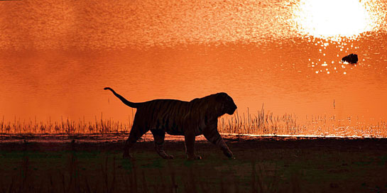 Will the newly-formed government allow the sun to set on Indias beleaguered wildlife and on our national animal - the tiger? Or will the Modi government apply its promise of smart government to secure wild habitats forever in the sure knowledge that this will boost Indias water, food and economic security?