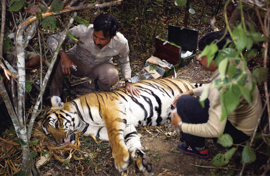 Dr. Karanth examining a tranquillised tiger in the Nagarahole National Park, Karnataka moments before radio-collaring the big cat. His study in Nagarahole, that spans over 20 years, has provided us with invaluable insights into both tiger biology and prey-predator relationships.