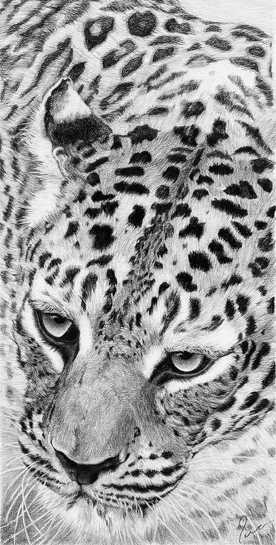 A talented artist, in her free time Neha renders stunning charcoal portraits of large mammals or watercolour paintings of birds.