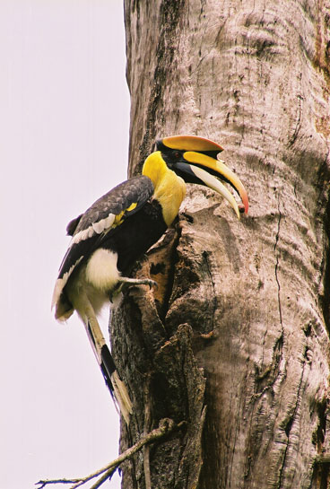 Great Hornbills forage on as many as 44 species of fruiting trees, with figs constituting their main food supply in the early stages of growth of the young ones. Seeds of the nutritious Myristica (nutmeg) can be seen here in the males beak in the final stages of nesting.