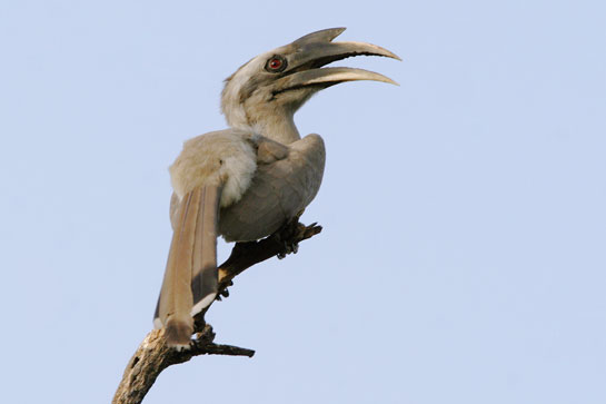 The low-altitude, riparian evergreen forests of Vazhachal are home to all four hornbills - the Great, Malabar Pied, Malabar Grey and Common Grey (seen here). The Kadars , nomadic tribals endemic to this part of the western Ghats, find hornbill nests by looking for feathers and excreta (carefully ejected by mother and chicks outside the nest!) below the nesting trees.