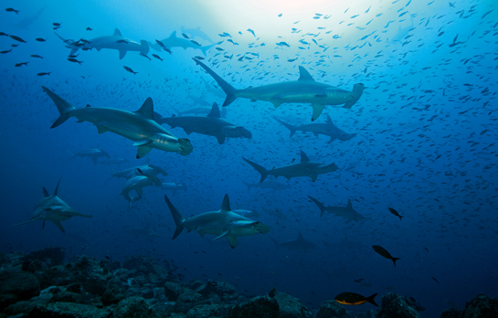 This sublime underwater vista of a school of hammerhead sharks in the waters of the Galapagos, highlights the allure of shark tourism.