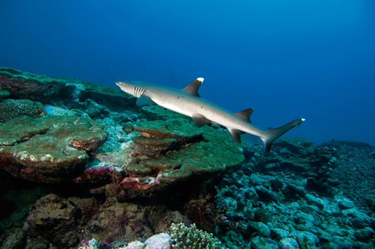 Listed as near threatened, the whitetip reef shark is easily recognisable by its namesake white-tipped fin.
