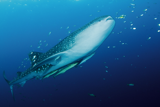 The whale shark, truly the gentle giant of the ocean, is a slow moving filter feeder, and the largest living non-mammalian vertebrate on the planet! Donsol, in the Philippines, has become a premier destination for whale shark watching and erstwhile fisherman are now living better lives thanks to this shark tourism.
