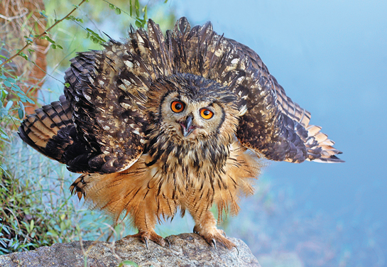 At the centre of raging taxonomical debates about its true identity, DNA analysis has almost â€˜conclusively proved that the Indian Eagle Owl is a distinct taxon.