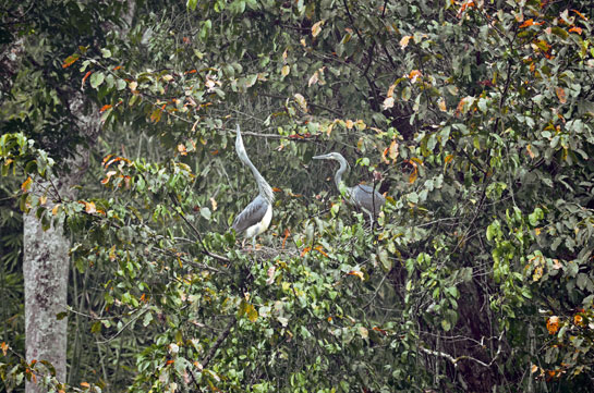 The White-bellied Heron nest observed by the team was about 18 m. above the ground on a Terminalia myriocarpa tree in a riparian forest adjacent to the dry river bed, clothed in tall grass and small shrubs.