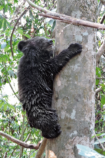 Through the assisted release programme, a rescued bear cub acquaints itself with the forests in which it will soon roam free.