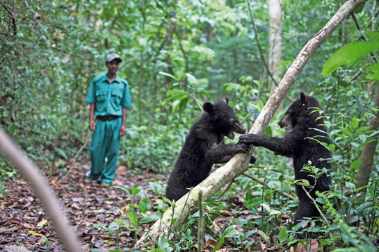 With effective rehabilitation into the wild as the end mission, rescued bear cubs frolic and gambol in the forest during a walk with their keeper.