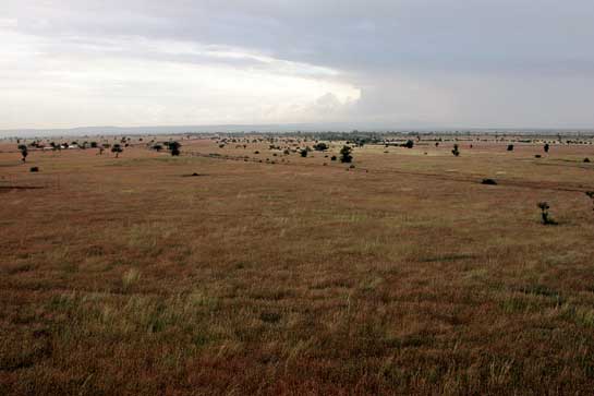 Grasslands, locally referred to as kanchas, provide a specialised habitat for several species of flora and fauna including the now locally extinct Asiatic cheetah. Home to wolves, foxes and Short-eared Owls,  among others, Indias diminishing grasslands are in urgent need of protection.