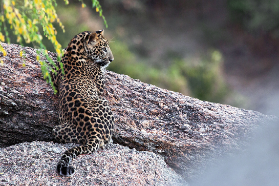 Following and observing these felines over two years has led the author to believe that the leopards of Jawai mature young, mate young, mate often, and die young. Following and observing these felines over two years has led the author to believe that the leopards of Jawai mature young, mate young, mate often, and die young.