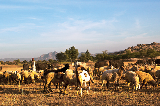 Livestock comprising goats and sheep grazed by the local herdsmen known as the Rabari form a major part of the Jawai leopards diet. Livestock comprising goats and sheep grazed by the local herdsmen known as the Rabari form a major part of the Jawai leopards diet.