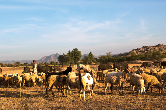 Livestock comprising goats and sheep grazed by the local herdsmen known as the Rabari form a major part of the Jawai leopards diet.