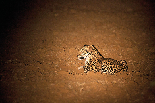 This young male leopard resting in a recently-ploughed field was born in April 2013 and had become fully independent before he turned two. This young male leopard resting in a recently-ploughed field was born in April 2013 and had become fully independent before he turned two.