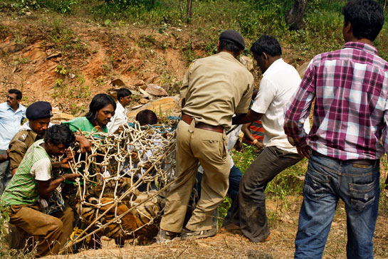 Roheet Karoo with the Tadoba Tiger Reserve staff carrying a tranquillised tiger to safety. He founded the Wildlife Conservation and Development Centre (WLCDC), an Umred-based NGO, to help secure the greater Tadoba area - corridors and other nearby forests.