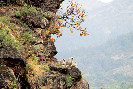 From an outcrop on the mountainside. a troop of central Himalayan langurs surveys a field in Mandal village.