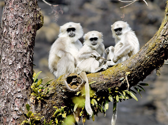 A juvenile (left) and two infants survey the photographer with characteristic primate curiosity. The author notes that their play behaviour is both enchanting to watch, and disciplined!