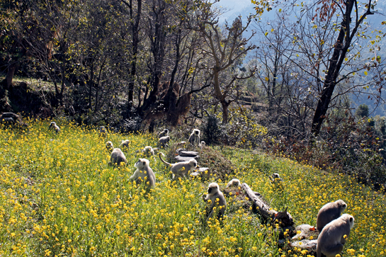 This large family of langurs may paint a pretty picture but they are in the midst of raiding a mustard field. Conflict due to crop depredation is an urgent issue that affects the people-wildlife dynamic in these Himalayan villages.