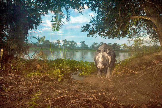 This image, says Steve Winter, encapsulates a perfect view of Kaziranga. Early in the pre-dawn hour, a rhino emerges from the water after feeding on hyacinth. It reveals a primaeval Kaziranga - one though surrounded by humanity, still holds on to the wild, where tigers still live with rhinos and elephants.