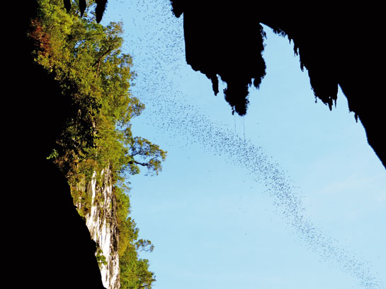 Wrinkle-lipped bats emerge en masse from Deer Cave in the Gunung Mulu National Park. The largest cave chamber in the world, it is home to an estimated three million bats.
