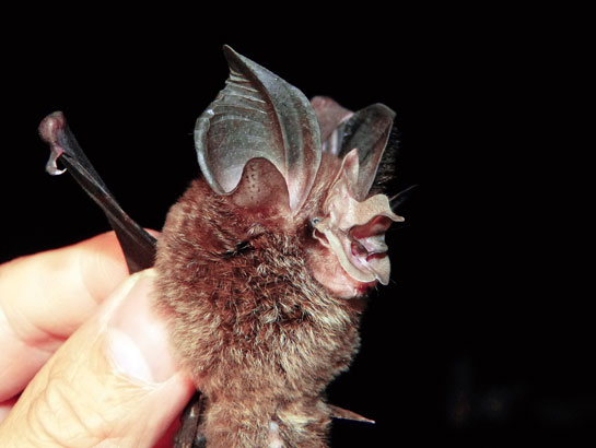 The large-eared horseshoe bat is a dense forest species, with large leaf-shaped ears and a peculiar nose that emerges like a unicorns horn.
