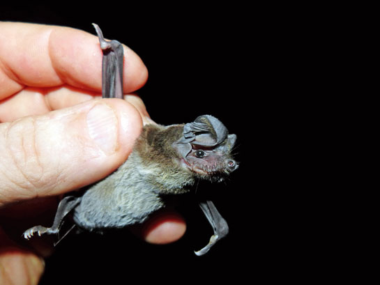 Gentle and docile, the wrinkle-lipped bat resides in large cave colonies.