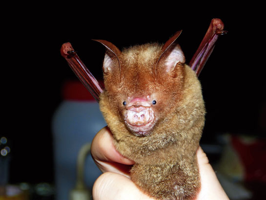 The Diadems leaf-nosed bat is a large bat that typically hawks insects in forest clearings. Its body is a rich beige or orange with characteristic white patches on the flanks.