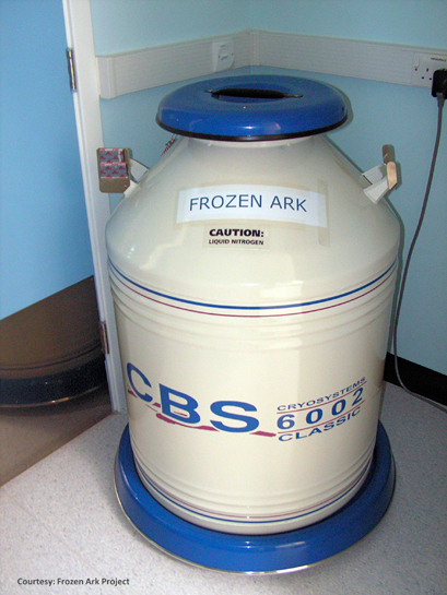 Cultured cells and tissues of endangered species are stored in -80 0 C in liquid nitrogen. These ultra cold conditions will keep the DNA within these cells preserved and stable for several thousand year.